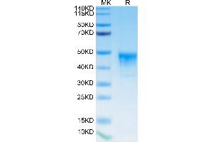Biotinylated Human MSLN on Tris-Bis PAGE under reduced condition. (Mesothelin Protein (MSLN) (His-Avi Tag,Biotin))