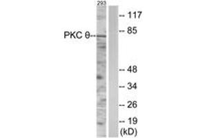 Western blot analysis of extracts from 293 cells, using PKC thet (Ab-538) Antibody.