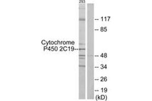 Western blot analysis of extracts from 293 cells, using Cytochrome P450 2C19 Antibody. (CYP2C19 antibody  (AA 241-290))