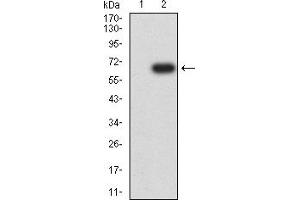 Western blot analysis using CD155 mAb against HEK293 (1) and CD155 (AA: 21-343)-hIgGFc transfected HEK293 (2) cell lysate. (Poliovirus Receptor antibody  (AA 21-343))