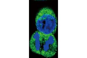 Confocal immunofluorescent analysis of His6-DEP-1 Antibody (ABIN655037 and ABIN2844669) with Hela cell followed by Alexa Fluor? (PTPRJ antibody  (His6))