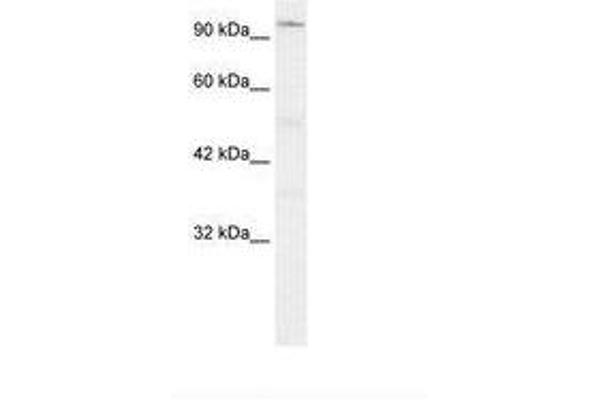 ZFHX2 antibody  (AA 544-593)