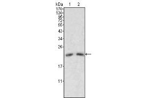 Western Blot showing ApoM antibody used against human serum (1, 2). (Apolipoprotein M antibody)