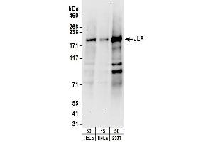 Western Blotting (WB) image for anti-Sperm Associated Antigen 9 (SPAG9) (AA 775-825) antibody (ABIN7454612)