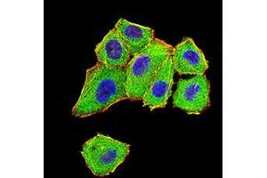 Immunofluorescence analysis of Hela cells using DDX1 mouse mAb (green). (DDX1 antibody  (AA 642-740))