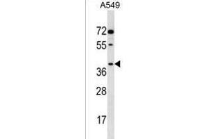 AKR1E2 Antibody (C-term) (ABIN1537068 and ABIN2850161) western blot analysis in A549 cell line lysates (35 μg/lane). (AKR1E2 antibody  (C-Term))