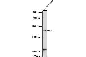 Western blot analysis of extracts of Mouse brain, using DCC antibody (ABIN6133664, ABIN6139435, ABIN7101845 and ABIN7101846) at 1:1000 dilution. (DCC antibody)