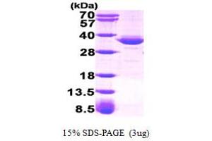 SDS-PAGE (SDS) image for Glycerol-3-Phosphate Dehydrogenase 1 (Soluble) (GPD1) (AA 1-349) protein (ABIN666948)