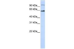 Western Blotting (WB) image for anti-MAU2 Sister Chromatid Cohesion Factor (MAU2) antibody (ABIN2459865) (MAU2/KIAA0892 antibody)