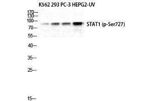 Western Blotting (WB) image for anti-Signal Transducer and Activator of Transcription 1, 91kDa (STAT1) (pSer727) antibody (ABIN3182720) (STAT1 antibody  (pSer727))