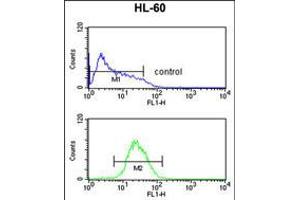 Flow cytometric analysis of HL-60 cells (bottom histogram) compared to a negative control cell (top histogram).