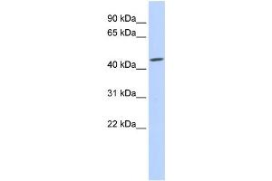 Western Blotting (WB) image for anti-Gap Junction Protein, gamma 2, 47kDa (GJC2) antibody (ABIN2458256) (GJC2 antibody)