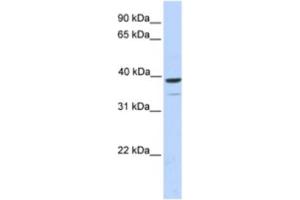 Western Blotting (WB) image for anti-Tripartite Motif Containing 27 (TRIM27) antibody (ABIN2463902) (TRIM27 antibody)