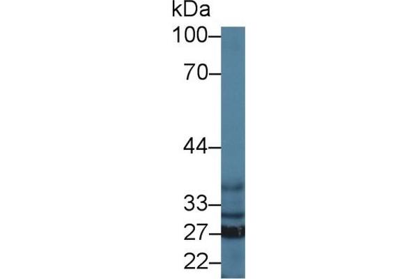 SFXN1 antibody  (AA 2-102)