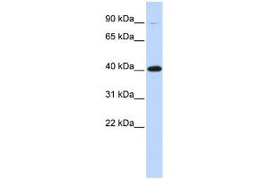 WB Suggested Anti-ZFP42 Antibody Titration:  0.