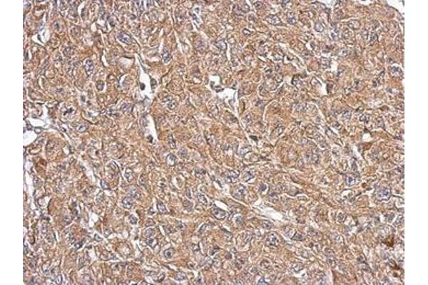 OXSM antibody  (AA 234-423)