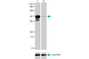 Western blot analysis of CREB3L4 over-expressed 293 cell line, cotransfected with CREB3L4 Validated Chimera RNAi (Lane 2) or non-transfected control (Lane 1).
