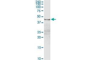 Western Blotting (WB) image for anti-Eukaryotic Translation Elongation Factor 1 gamma (EEF1G) (AA 1-437) antibody (ABIN515173)