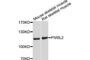 Western blot analysis of extracts of mouse skeletal muscle and rat skeletal muscle cells, using PIWIL2 antibody. (PIWIL2 antibody)