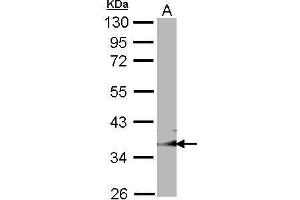 WB Image Sample (30 ug of whole cell lysate) A: NIH-3T3 10% SDS PAGE GULP1 antibody antibody diluted at 1:1000 (GULP1 antibody  (C-Term))