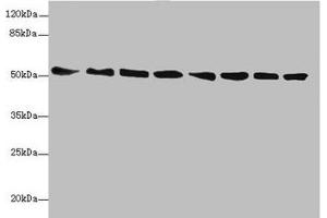 Western blot All lanes: PDIA6 antibody at 5. (PDIA6 antibody  (AA 20-300))