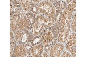 ABIN6267296 at 1/200 staining human kidney sections by IHC-P. (HSP27 antibody  (pSer82))