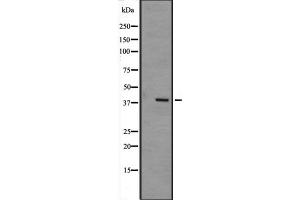 Western blot analysis of MAPK12 expression in mouse muscle tissue lysate,The lane on the left is treated with the antigen-specific peptide. (MAPK12 antibody  (Internal Region))