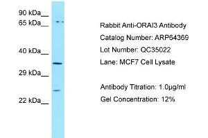 Western Blotting (WB) image for anti-ORAI Calcium Release-Activated Calcium Modulator 3 (ORAI3) (C-Term) antibody (ABIN971326) (ORAI3 antibody  (C-Term))