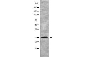 Western blot analysis of PIGF using HuvEc whole cell lysates