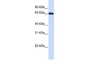 Image no. 1 for anti-DDB1 and CUL4 Associated Factor 11 (DCAF11) (N-Term) antibody (ABIN632512) (DCAF11 antibody  (N-Term))