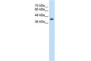 GNAS antibody used at 2. (GNAS antibody  (N-Term))