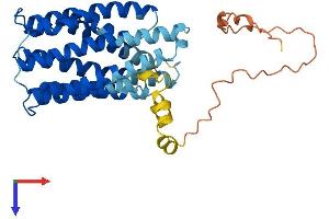 AlphaFold protein structure predicition of Human Recombinant TMEM185A Protein, UniprotID Q8NFB2