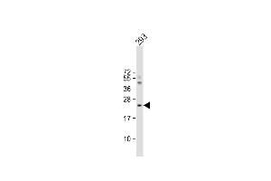 Anti-IL1RN Antibody (C-term) at 1:4000 dilution + 293 whole cell lysate Lysates/proteins at 20 μg per lane. (IL1RN antibody  (C-Term))