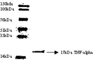 Western Blotting (WB) image for anti-Tumor Necrosis Factor alpha (TNF alpha) antibody (ABIN452504) (TNF alpha antibody)