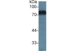 Western Blot; Sample: Mouse Kidney lysate; Primary Ab: 1µg/ml Rabbit Anti-Mouse TRF Antibody Second Ab: 0. (Transferrin antibody  (AA 22-176))