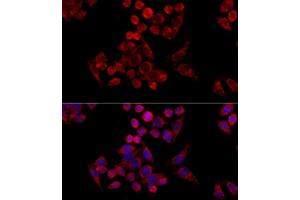 Immunofluorescence (IF) image for anti-Mitochondrial Import Receptor Subunit TOM20 homolog (TOMM20) (AA 20-145) antibody (ABIN6149382)