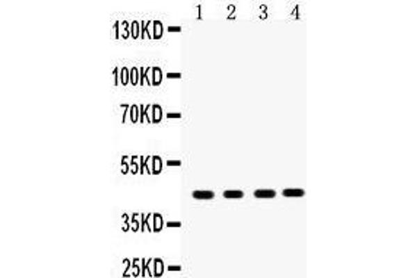 SERPINB5 antibody  (AA 1-350)
