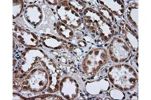 Immunohistochemical staining of paraffin-embedded pancreas tissue using anti-TUBA8 mouse monoclonal antibody.