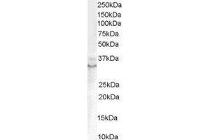 ABIN2562797 (0. (GDF15 antibody  (C-Term))