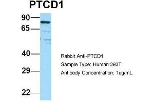 Host: Rabbit Target Name: PTCD1 Sample Type: Human 293T Antibody Dilution: 1. (PTCD1 antibody  (N-Term))