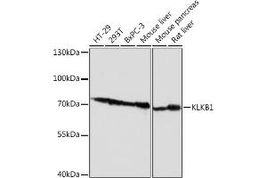 Western blot analysis of extracts of various cell lines, using KLKB1 Rabbit pAb (ABIN6129406, ABIN6142965, ABIN6142967 and ABIN6217272) at 1:1000 dilution. (KLKB1 antibody  (AA 20-300))