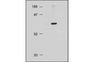 AP22624PU-N AKT antibody staining at 1/500 dilution by Immunoblotting. (AKT1 antibody  (C-Term))