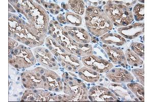 Immunohistochemical staining of paraffin-embedded Human liver tissue using anti-BHMT mouse monoclonal antibody. (BHMT antibody)