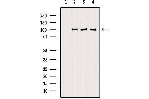 Western blot analysis of extracts from various samples, using SFPQ antibody. (SFPQ antibody  (C-Term))