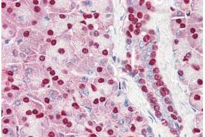 Human Pancreas (formalin-fixed, paraffin-embedded) stained with ACIN1 antibody ABIN461881 at 5 ug/ml followed by biotinylated goat anti-rabbit IgG secondary antibody ABIN481713, alkaline phosphatase-streptavidin and chromogen.
