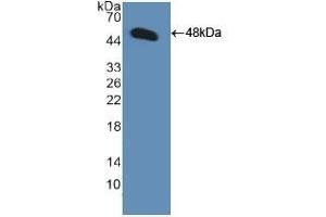 Detection of Recombinant GDF2, Human using Polyclonal Antibody to Bone Morphogenetic Protein 9 (BMP9) (GDF2 antibody  (AA 32-427))