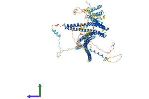 AlphaFold protein structure predicition of Human Recombinant WHAMM Protein, UniprotID Q8TF30 (WHAMM Protein (AA 1-809) (His tag))