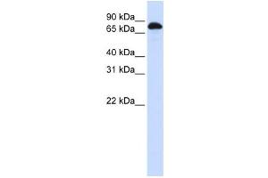 Western Blotting (WB) image for anti-Signal Transducer and Activator of Transcription 3 (Acute-Phase Response Factor) (STAT3) antibody (ABIN2458306) (STAT3 antibody)