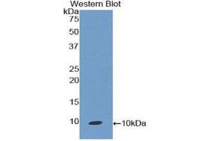Western Blotting (WB) image for anti-Chemokine (C-C Motif) Ligand 19 (CCL19) (AA 32-103) antibody (ABIN3209347) (CCL19 antibody  (AA 32-103))