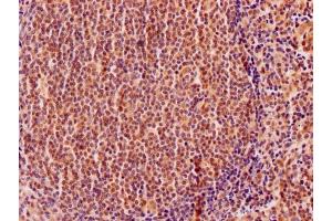 IHC image of ABIN7152213 diluted at 1:200 and staining in paraffin-embedded human tonsil tissue performed on a Leica BondTM system. (EIF5A antibody  (AA 2-154))